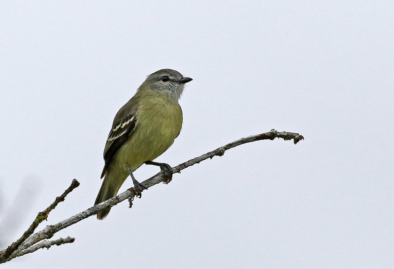 Yellow-crowned Tyrannulet