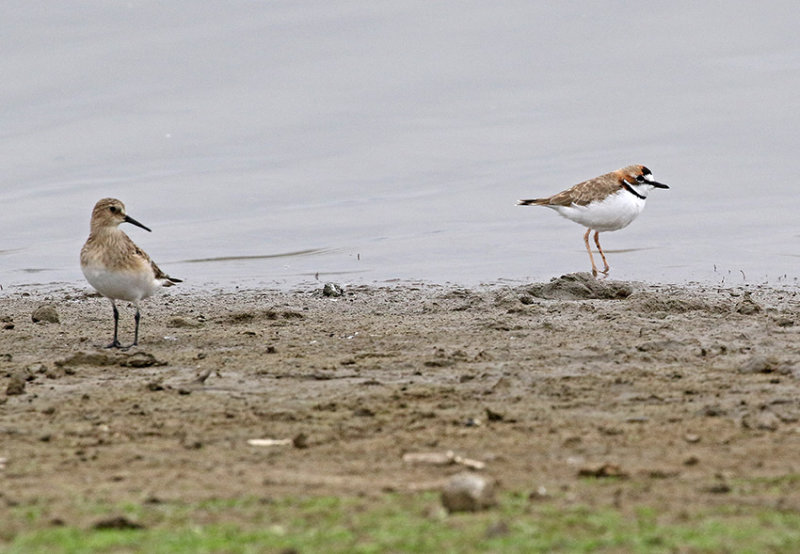 Collared Plover and Bairds Sandpiper