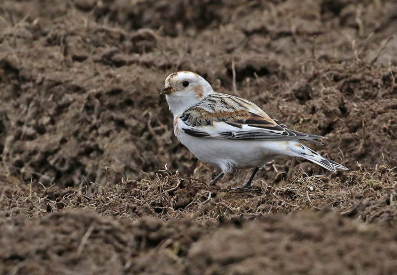 Snow Bunting