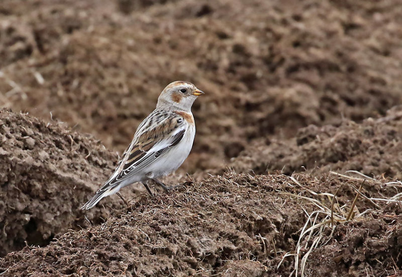 Snow Bunting