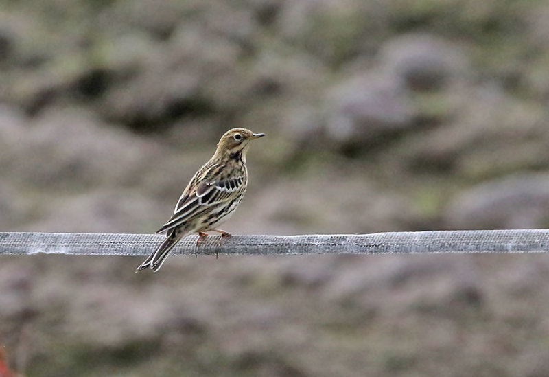 Red-throated Pipit