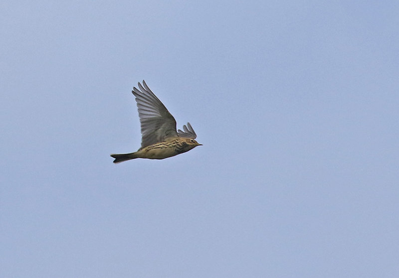 Red-throated Pipit