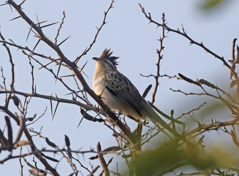 Striped Cuckoo