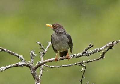 Andean Slaty-Thrush