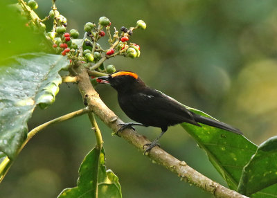 Flame-crested Tanager