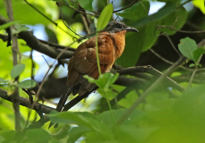 Gray-capped Cuckoo