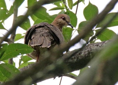 Ochre-bellied Dove