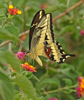 Papilio Catamayo