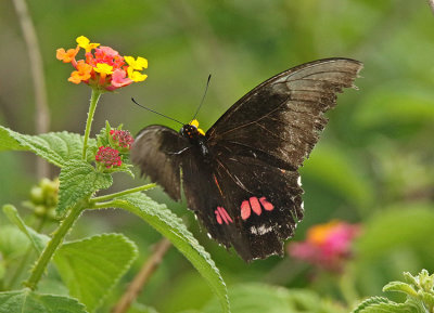 Papilio Catamayo