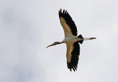 Wood Stork