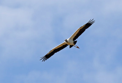 Wood Stork