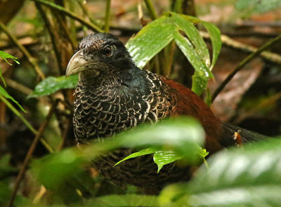 Banded Ground-Cuckoo