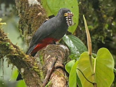 Choco Trogon