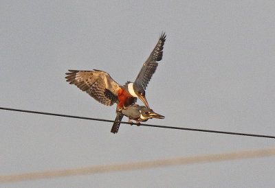 Ringed Kingfisher