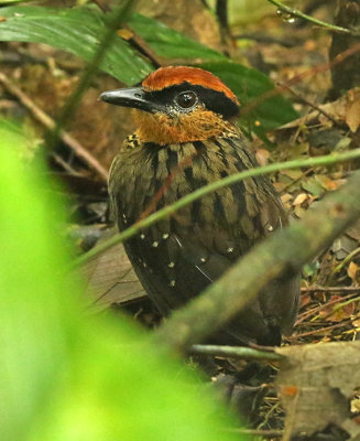 Rufous-crowned Antpitta