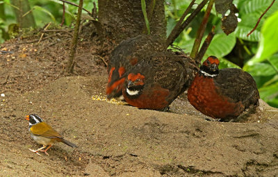 Rufous-fronted Wood-Quail