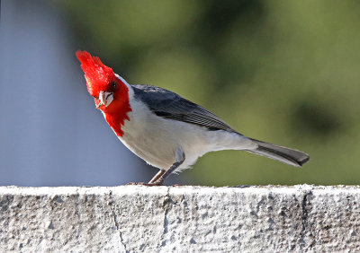 Red-crested Cardinal