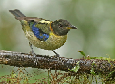 Golden-collared Honeycreeper