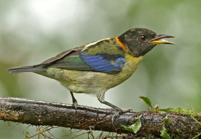 Golden-collared Honeycreeper