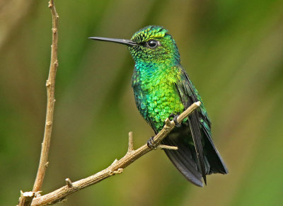 Blue-tailed Emerald