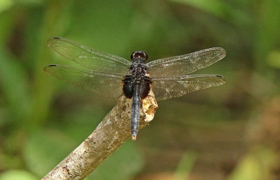 Dragonfly Tiputini