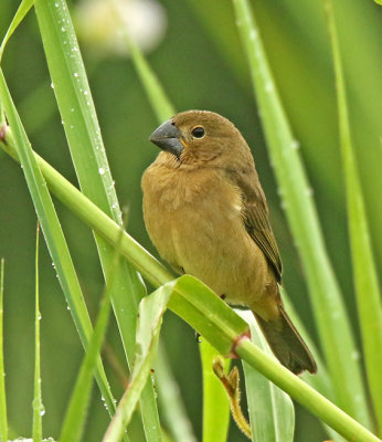 Large-billed Seed-Finch