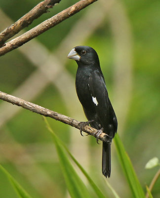 Large-billed Seed-Finch