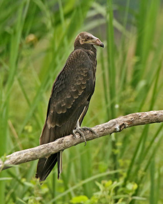 Lesser Yellow-headed Vulture