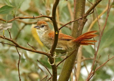 Parker's Spinetail