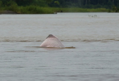 Pink River Dolphin
