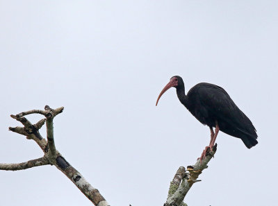 Bare-faced Ibis