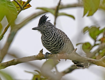 Barred Antshrike