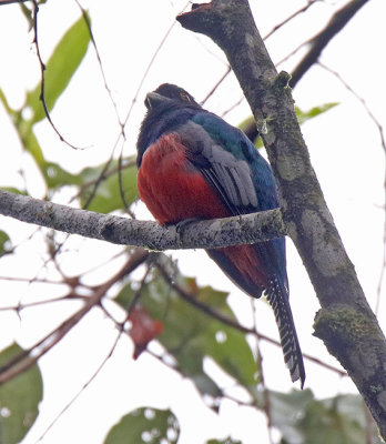 Blue-crowned Trogon