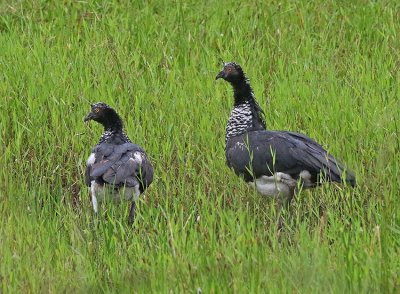 Horned Screamer