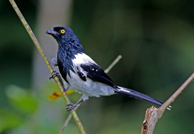 Magpie Tanager