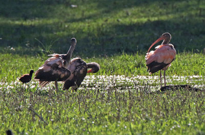 Scarlet Ibis