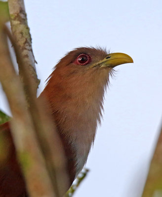 Squirrel Cuckoo