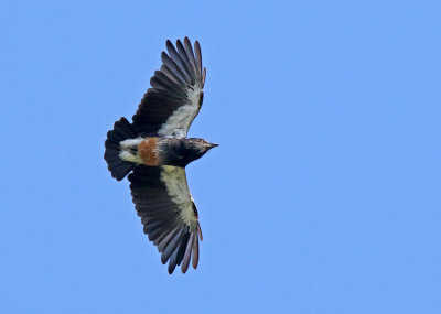 Swallow-winged Puffbird