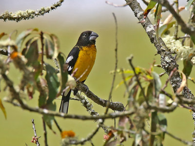 Black-backed Grosbeak