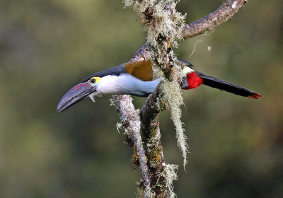 Black-billed Mountain-Toucan