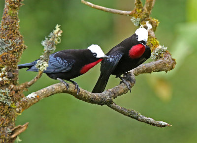 White-capped Tanager