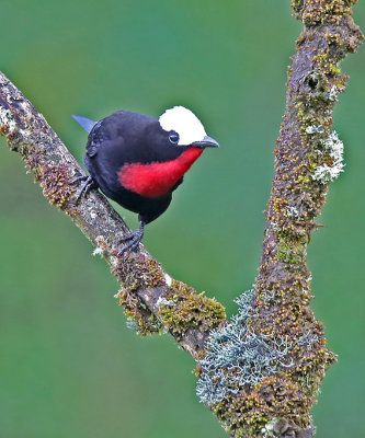 White-capped Tanager