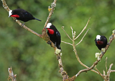 White-capped Tanager