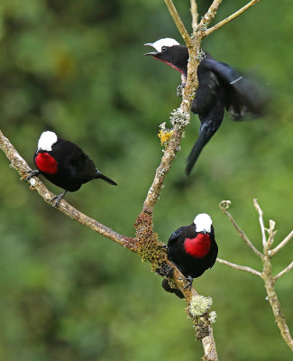 White-capped Tanager