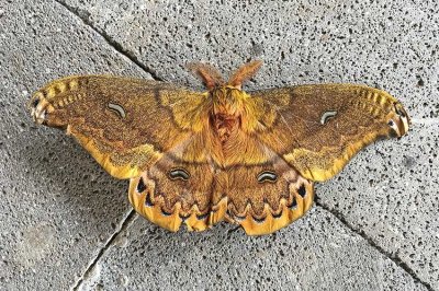 Copaxa silk moth