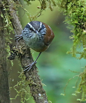 Gray-breasted Wood-Wren