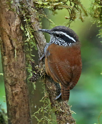 Gray-breasted Wood-Wren