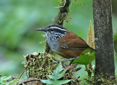 Gray-breasted Wood-Wren