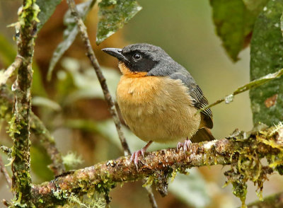 Black-eared Hemispingus