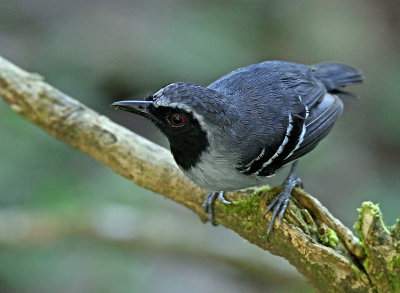 Black-faced Antbird